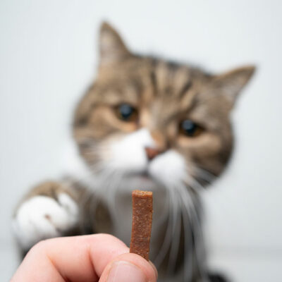 4 Popular Branded Cat Treats to Buy Online