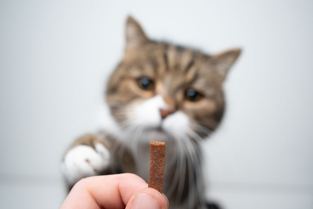 4 Popular Branded Cat Treats to Buy Online