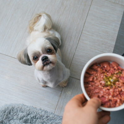 5 Healthy and Essential Dog Food Ingredients