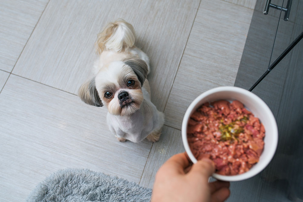 5 Healthy and Essential Dog Food Ingredients