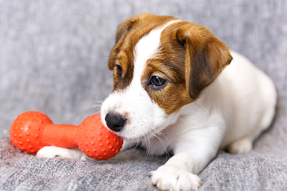 6 Essential Accessories for A New Puppy