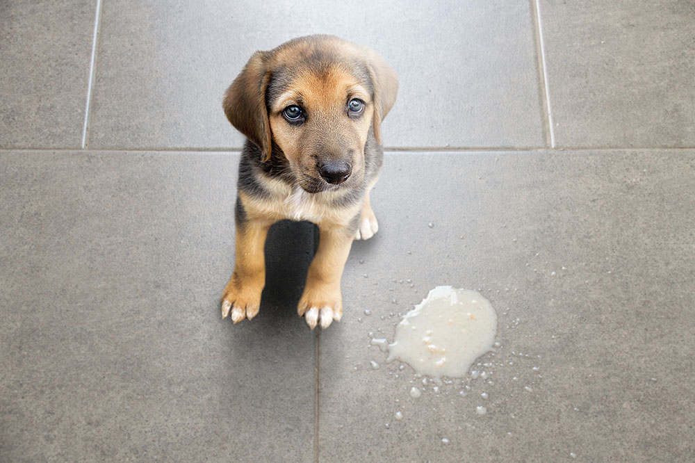 6 Symptoms of Food Allergies in Dogs